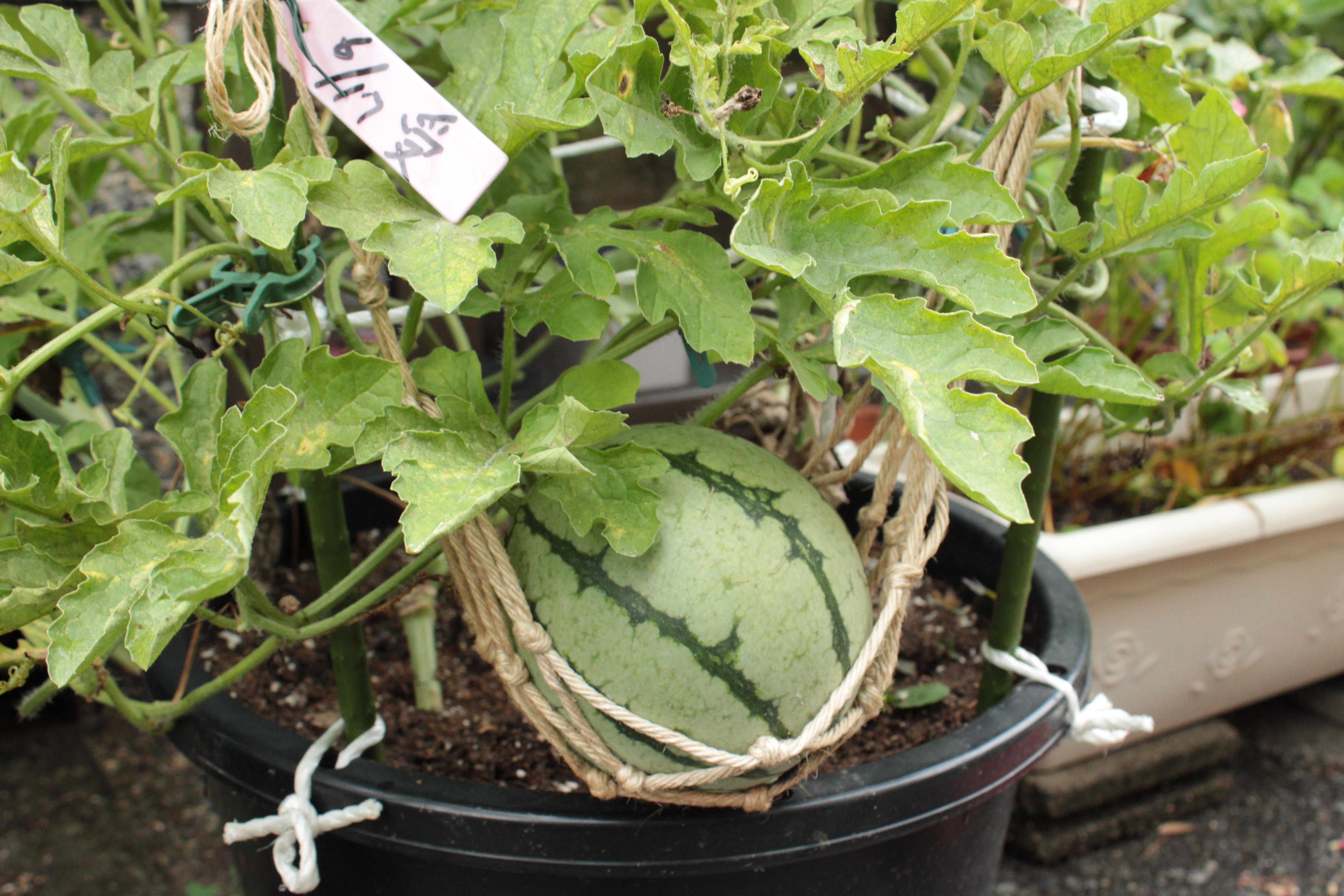 スイカ の 種 植える